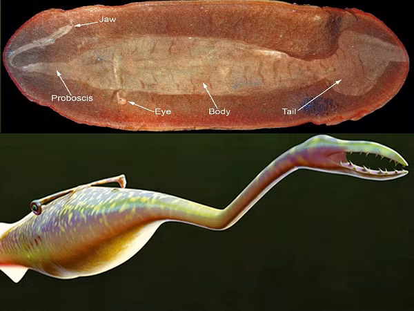 Tully kỳ lạ đến nỗi các nhà khoa học thậm chí không thể đồng nhất ý kiến liệu nó có phải là động vật có xương sống (có xương sống, như động vật có vú, chim, bò sát và cá) hay động vật không xương sống (không có xương sống, như côn trùng, động vật giáp xác, bạch tuộc và tất cả các động vật khác ).