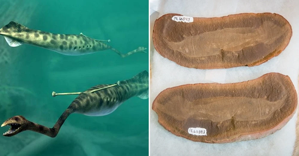 Đã có nhiều nỗ lực để phân loại “Quái vật Tully” . Phần lớn các nghiên cứu này tập trung vào sự xuất hiện của một số đặc điểm nổi bật bao gồm một chi tiết thuôn dài trong hóa thạch được hiểu là ruột, bên cạnh dải sáng và tối của hóa thạch cùng móng vuốt kỳ dị nằm ở miệng.