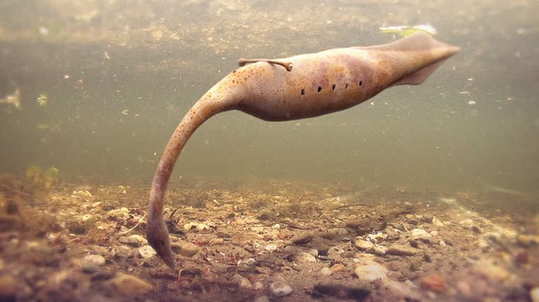 Nhưng nghiên cứu của chuyên gia Chris Rogers cho thấy mắt của một số động vật không xương sống như bạch tuộc và mực cũng chứa các melanosome được phân chia theo hình dạng và kích thước tương tự như mắt của Tully và chúng cũng được bảo tồn trong hóa thạch.