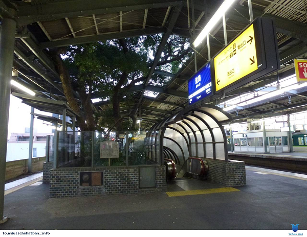 Khi ga Kayashima đi vào hoạt động vào năm 1910, cây long não đã ở đó che nắng mưa cho hành khách. 60 năm sau, chính phủ quyết định mở rộng nhà ga để phục vụ nhu cầu đi lại ngày càng tăng của người dân.