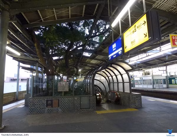 Khi ga Kayashima đi vào hoạt động vào năm 1910, cây long não đã ở đó che nắng mưa cho hành khách. 60 năm sau, chính phủ quyết định mở rộng nhà ga để phục vụ nhu cầu đi lại ngày càng tăng của người dân.