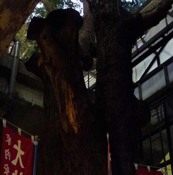 Cũng chính vì vậy mà giờ đây ở Nhật Bản có thêm một ga tàu hỏa độc nhất vô nhị với một cây đại thụ mọc sừng sững xuyên qua mái, là địa điểm thu hút không ít khách du lịch ghé thăm.