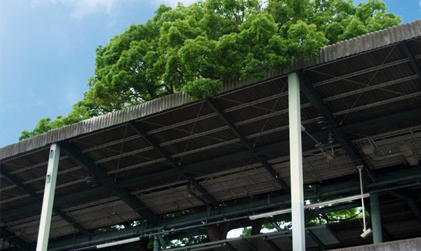 Người ta cố gắng đốn cây long não hai lần, mỗi lần như vậy đều có ai đó qua đời. Họ tin rằng thần linh muốn cái cây sống nên từ bỏ việc chặt hạ và xây nhà ga bao quanh cái cây.