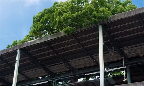 Người ta cố gắng đốn cây long não hai lần, mỗi lần như vậy đều có ai đó qua đời. Họ tin rằng thần linh muốn cái cây sống nên từ bỏ việc chặt hạ và xây nhà ga bao quanh cái cây.