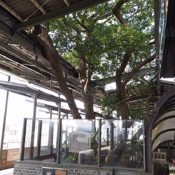 July McAtee, một người Mỹ có thời gian sống tại Nhật Bản, chia sẻ một câu chuyện huyền bí hơn về cây long não này trên July's Culture Medium. Đồng nghiệp của July nói rằng cây tồn tại giữa nhà ga không phải vì người Nhật thích cây xanh hay thiên nhiên, họ giữ lại vì sợ hãi và mê tín.