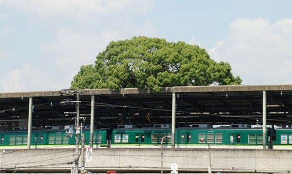 Kế hoạch được thông qua vào năm 1972 và theo dự kiến, cây long não già sẽ bị đốn hạ. Tuy nhiên điều này gặp phải sự phản đối mạnh mẽ của người dân.