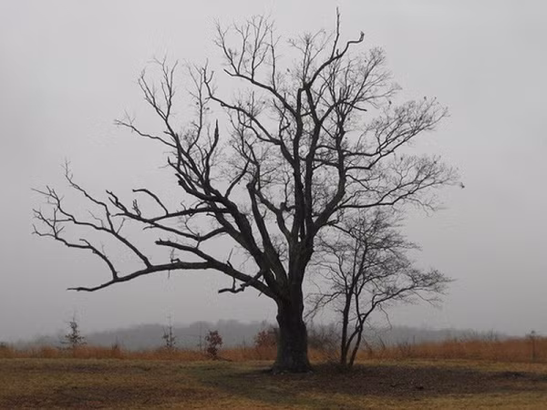 Tại thị trấn Bernards, thuộc khu Someset, bang New Jersey, nước Mỹ, có một cây sồi hùng vĩ được mệnh danh " Cây của quỷ". Cái tên này bắt nguồn từ lịch sử vô cùng đáng sợvà truyền thuyết đầy đen tối của nó.