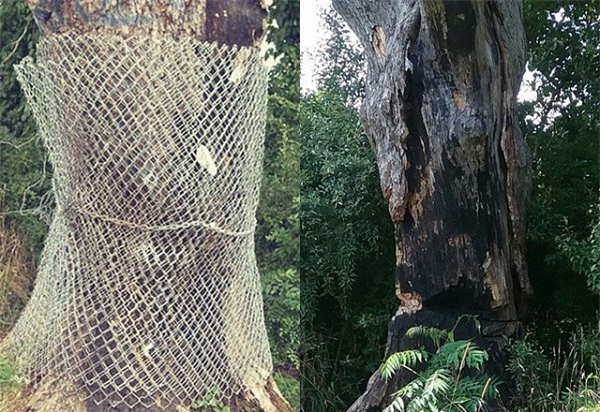 Nhiều năm qua, những câu chuyện ly kỳ, bí ẩn xung quanh cây sồi già khiến người ta vừa tò mò vừa sợ hãi. Trong số này có câu chuyện kể rằng một số "linh hồn" xấu xa trú ngụ trong cây sồi. Những "hồn ma" này khiến một số người tìm đến cây sồi và treo cổ tự tử.