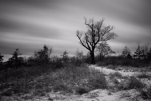 Trên thân cây vẫn còn những vết sẹo sau nhiều lần bị kẻ gian phá hoại bằng cưa máy, rìu và các loại thiết bị, dụng cụ khác. Chính quyền địa phương đã cố gắng bảo vệ cây sồi bằng cách dựng hàng rào tạm quanh gốc cây.