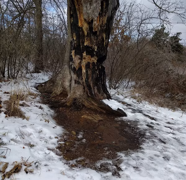 Họ chính là những người bị đám đông hung ác treo lên cây khi phong trào da trắng thượng đẳng diễn ra. Còn có những câu chuyện đáng buồn khác xoay quanh cây sồi hơn 200 tuổi này. Đây là vị trí xảy ra nhiều vụ tự tử.