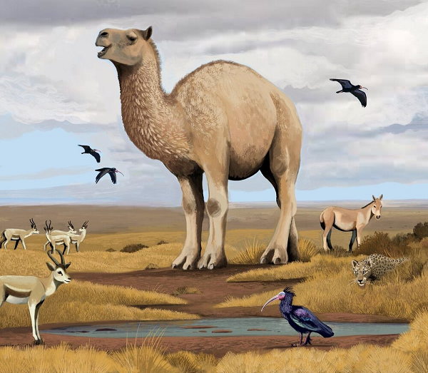 Phân tích cho thấy đó là những con vật to lớn nhưng khá ngờ nghệch, sống trên thảo nguyên, miền núi lẫn vùng đất thấp chứ không phải chỉ ở sa mạc như lạc đà Bactrian - họ hàng hiện đại bé nhỏ của nó.