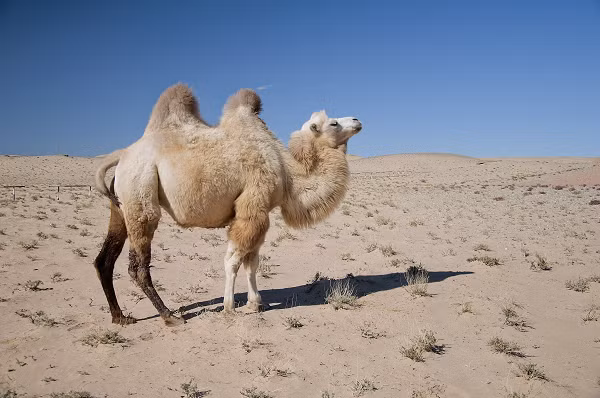 Những bức tranh này đã mô tả một sinh vật giống lạc đà, có 2 bướu nhưng to lớn dị thường. Một số bức tranh mô tả cảnh con người bé nhỏ đang cố chiến đấu với " quái thú" này.