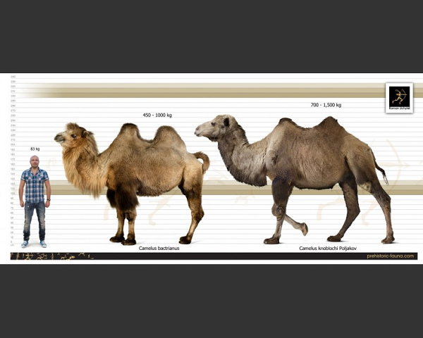 Loài lạc đà này cao đến 3 mét, nặng 1 tấn, đã biến mất một cách bí ẩn27.000 năm trước. Và Mông Cổ có thể chính là nơi chôn giấu bí mật về sự "bốc hơi" này.