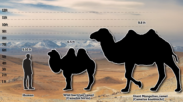 Nhóm nghiên cứu dẫn đầu bởi tiến sĩ John W. Olsen, Giám đốc Điều hành Quỹ Je Tsongkhapa dành cho Khảo cổ học Trung và Nội Á tại Đại học Arizona ở Tucson (Mỹ), đã lần theo manh mối từ những bức tranh trên vách hang động người tiền sử ở khu vực Mông Cổ.