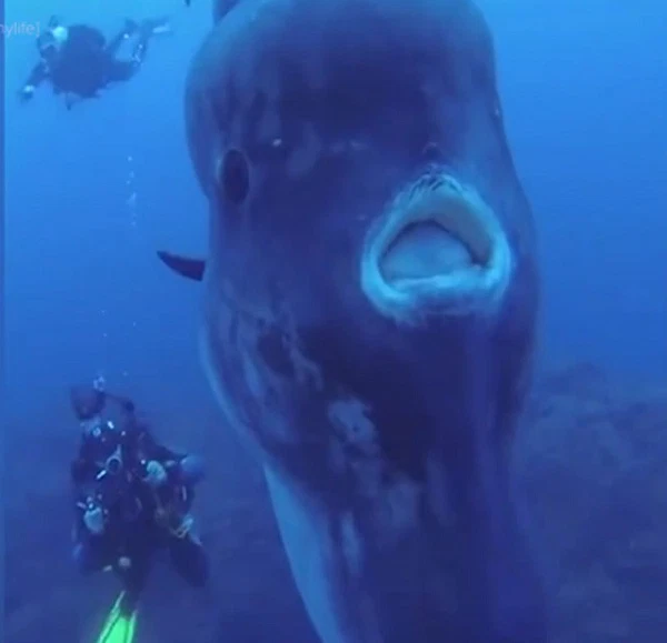 Tuy có thân hình to lớn nhưng cá mặt trăng lại có kích thước thân ngắn nên lực bơi rất yếu. Chính vì thế mà chúng thường hay buông lỏng, để thân mình trôi nghiêng một bên theo dòng nước.