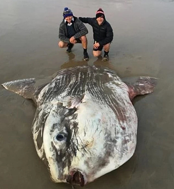 Họ đều thừa nhận rằng chưa nhìn thấy sinh vật này bao giờ. Theo đó, con vật có chiều dài lẫn chiều rộng xấp xỉ 2m, vẻ ngoài kỳ dị như quái vật ngoài hành tinh.