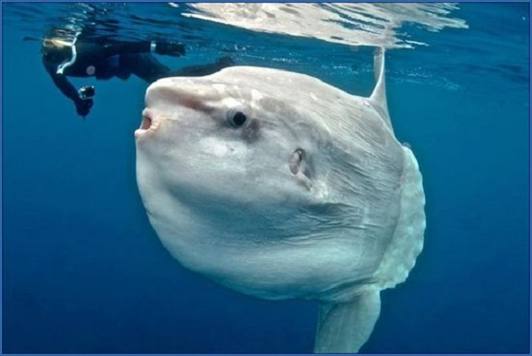 Cá mặt trăng có thân hình to lớn, ngắn, dáng bầu dục và dẹp một bên. Toàn thân được bao phủ bởi một lớp da trơn mỏng nhưng khá thô. Thân trên có màu xám hoặc nâu còn thân dưới có màu nhạt hơn.