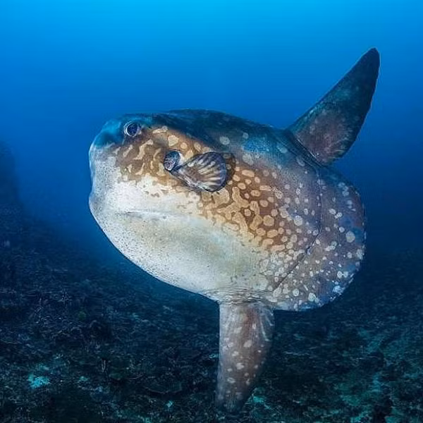 Cá mặt trăng được tìm thấy ở các vùng biển nhiệt đới trên khắp thế giới và thường bị nhầm lẫn với cá mập do vây của chúng. Loài cá này được coi là sơn hào hải vị ở một số vùng của châu Á bao gồm Nhật Bản, Hàn Quốc và Đài Loan.