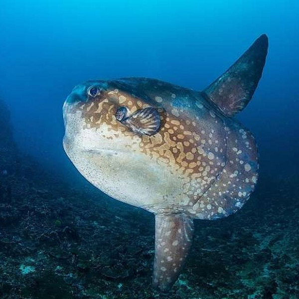 Cá mặt trăng được tìm thấy ở các vùng biển nhiệt đới trên khắp thế giới và thường bị nhầm lẫn với cá mập do vây của chúng. Loài cá này được coi là sơn hào hải vị ở một số vùng của châu Á bao gồm Nhật Bản, Hàn Quốc và Đài Loan.