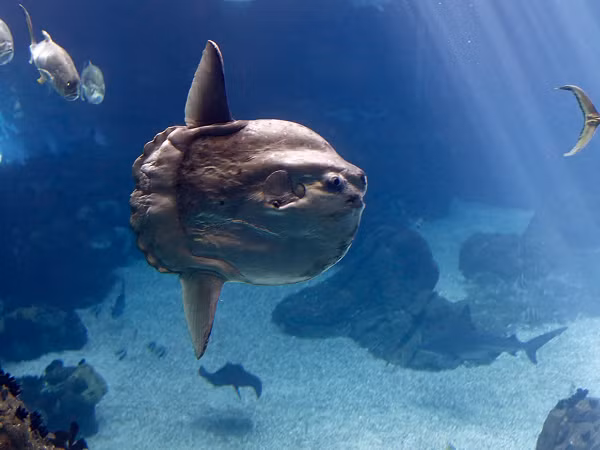 Do đó, đôi mắt cá thường có các mô và cặp cơ hoành nằm ở bên trong làm nhiệm vụ phát ra nhiệt và sưởi ấm mắt, não. Các nhà khoa học nói rằng: mắt cá mặt trăng thực sự tiến hóa khi chứa các mô cơ có nhiệt độ cao hơn 2 độ C so với các mô cơ thông thường (có trường hợp lên đến 6 độ C). Điều này giúp chúng tránh được sự ảnh hưởng từ môi trường có nhiệt độ thấp.