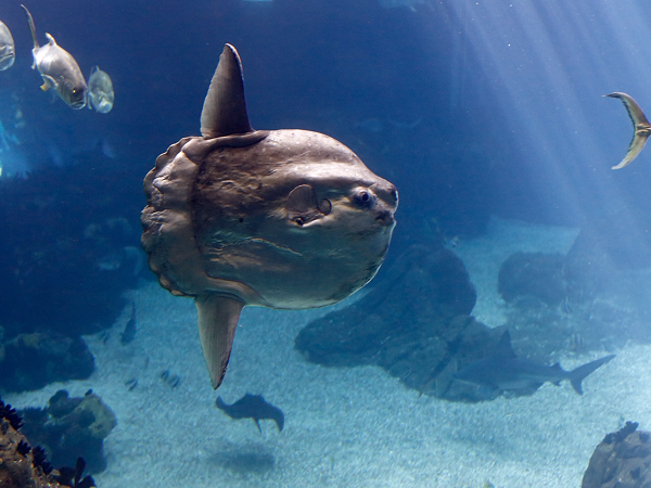 Do đó, đôi mắt cá thường có các mô và cặp cơ hoành nằm ở bên trong làm nhiệm vụ phát ra nhiệt và sưởi ấm mắt, não. Các nhà khoa học nói rằng: mắt cá mặt trăng thực sự tiến hóa khi chứa các mô cơ có nhiệt độ cao hơn 2 độ C so với các mô cơ thông thường (có trường hợp lên đến 6 độ C). Điều này giúp chúng tránh được sự ảnh hưởng từ môi trường có nhiệt độ thấp.