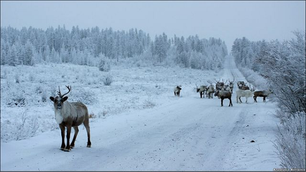 Khi quá trình bắt cá bắt đầu, người dân sẽ đục các hố băng lớn để thả lưới kéo tại vị trí mà người lớn tuổi thông thái nhất của làng chỉ định (thường là theo kinh nghiệm và bản năng); những người khác trong làng sẽ dùng cây nhọn hay xiên để chọc xuống dưới hố băng.