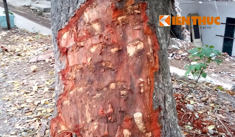 Cận cảnh cây bị đẽo, trơ cả thân.