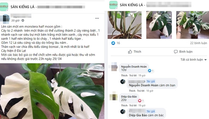 Cay kieng dot bien tien ty: Chuyen gia canh bao lan var “phien ban” moi