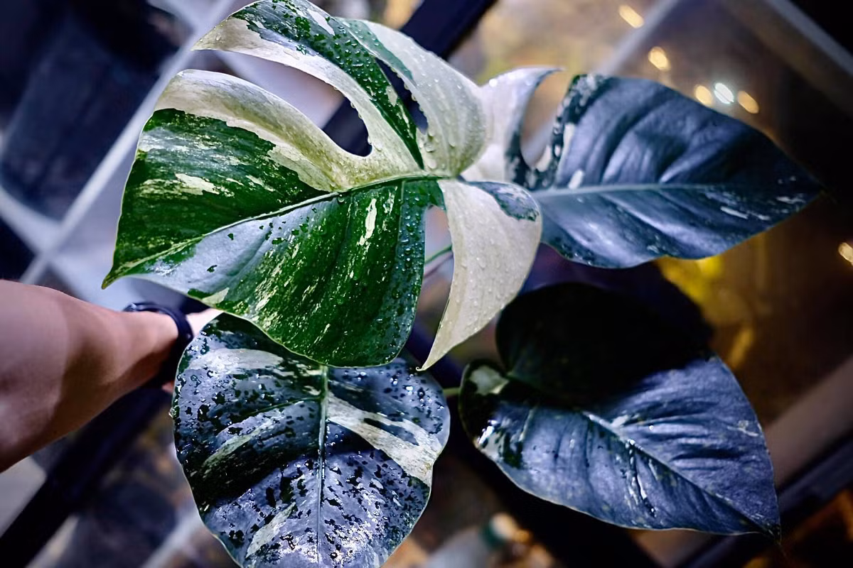 Cay kieng dot bien tien ty: Chuyen gia canh bao lan var “phien ban” moi-Hinh-2