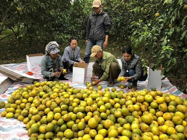 Kỷ lục livestream một buổi bán được 72 tấn cam bóc Phủ Quỳ Ky luc livestream mot buoi ban duoc 72 tan cam boc Phu Quy