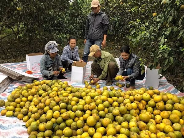 Ky luc livestream mot buoi ban duoc 72 tan cam boc Phu Quy