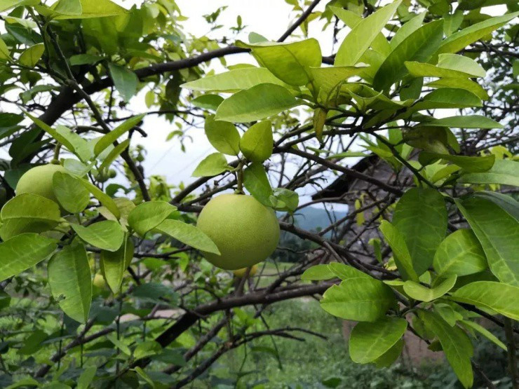 Vỏ quả quen thuộc hóa ra là “nhân sâm”, quý như vàng Vo qua quen thuoc hoa ra la “nhan sam”, quy nhu vang