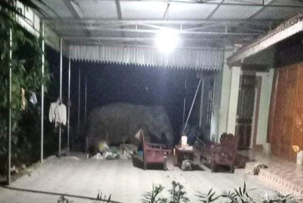  Hàng trăm người dân thức trắng đêm xua đuổi voi rừng: Khoảng 2h sáng 10/12, người dân ở bản Đôm 1, xã Châu Phong (huyện Quỳ Châu, Nghệ An) hốt hoảng khi được voi rừng ghé thăm. Lực lượng Chi cục Kiểm lâm Quỳ Châu và tổ xua đuổi voi của xã Châu Phong cùng người dân dùng nhiều biện pháp để xua đuổi voi như đốt củi, gõ chiêng, dùng cả còi hụ…Ông Lê Xuân Đình - Hạt trưởng Hạt Kiểm lâm Quỳ Châu cho hay, trên địa bàn huyện chỉ còn 2 con voi rừng này, chúng sinh sống và hoạt động trong khu vực rừng tự nhiên thuộc lâm phận quản lý của Ban Quản lý rừng phòng hộ Quỳ Châu. 