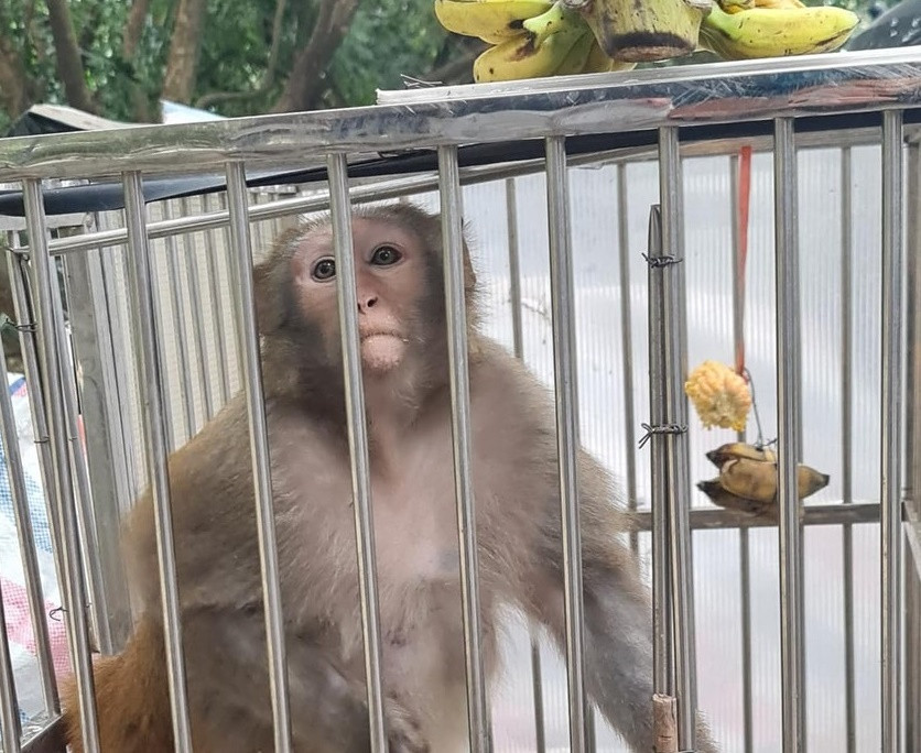  Đã bắt được khỉ hoang quậy phá người ở Hà Nội: Ngày 10/12, đại diện UBND phường Dịch Vọng Hậu cho biết, sau khoảng thời gian theo dõi và nắm tình hình hoạt động sinh sống của khỉ, chiều 9/12, lực lượng chức năng đã vây bắt thành công con khỉ quậy phá người dân tại khu vực ngõ 76 Duy Tân (Dịch Vọng Hậu, Cầu Giấy). Cuối tháng 11, mạng xã hội xuất hiện thông tin, hình ảnh về một con khỉ hoang ở bãi xe trong ngõ 76 đường Duy Tân quậy phá, dọa cắn khiến người dân hoang mang. Con khỉ này thường xuyên xuất hiện tại khu vực bãi đỗ xe, một vài người xác nhận từng bị nó tấn công. (Nguồn: PLVN) 