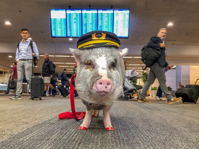 Chú heo LiLou, "bác sĩ tâm lý" tại sân bay San Fransico (Mỹ), luôn muốn hành khách được vui vẻ, thoải mái trước khi lên máy bay. "Công việc" của chú heo này là chào đón hành khách, chụp ảnh với mọi người và "chơi nhạc" trên một chiếc piano đồ chơi.