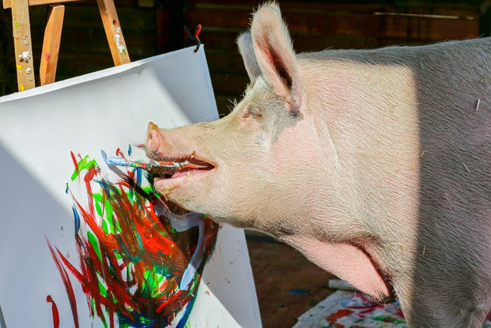 Chú lợn Pigcasso "trổ tài" vẽ tranh tại trang trại Sanctuary ở Franschhoek, ngoại ô Cape Town, Nam Phi.