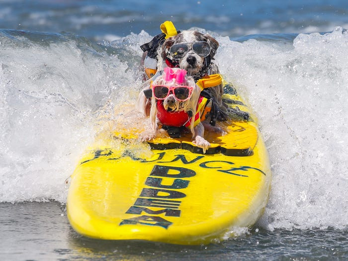 Hai "vận động viên" đặc biệt Prince Dudeman và Flofy lướt sóng tại Del Mar, California, Mỹ.