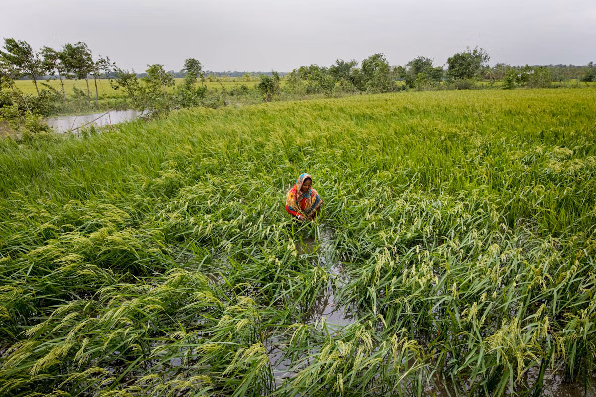 Người phụ nữ thăm cánh đồng bị trận lốc Bulbul tàn phá ở Khulna hồi tháng 11/2019.