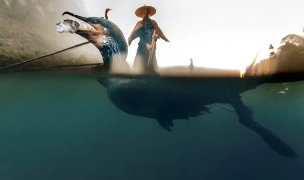 Sau khi chim cốc bắt được cá, ngư dân sẽ đưa chúng trở lại thuyền để nó thả con mồi ra.