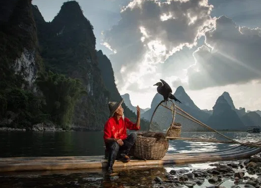 Được biết, câu cá bằng chim cốc là phương thức đánh bắt cá lâu đời của ngư dân có từ năm 960 sau Công nguyên.