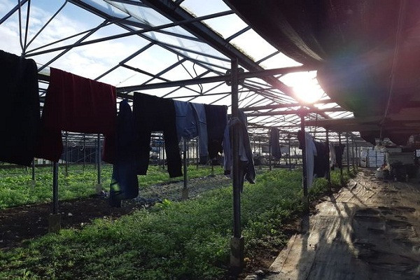 Giat minh noi o cua lao dong Viet trong vuon uom cay o Anh-Hinh-3