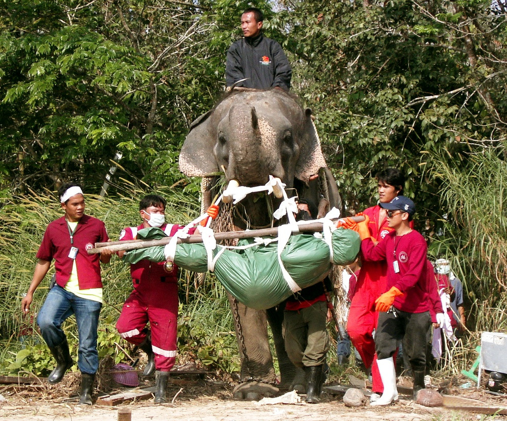 Các bệnh viện và nhà xác chật vật chữa trị người bị thương cũng như xử lý số thi thể đang trương lên từng ngày.