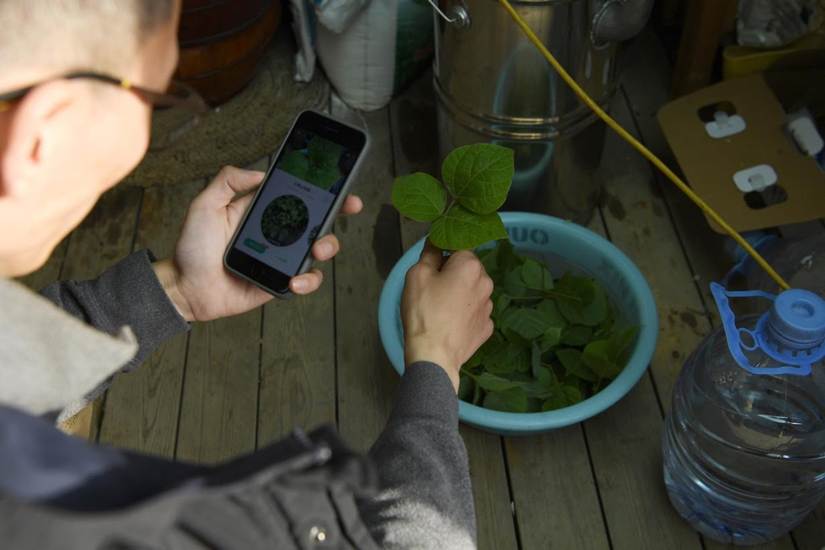 Tuy nhiên, Yang nhận ra rằng anh muốn một điều gì đó khác biệt. Vì vậy, anh đã từ bỏ công việc tại thành phố Tô Châu và tới một công đồng "biệt lập" ở vùng quê, nơi tập trung vào canh tác hữu cơ và sự bền vững, để sinh sống.