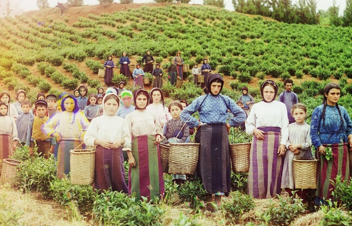 Nhóm nữ công nhân thu hoạch chè.
