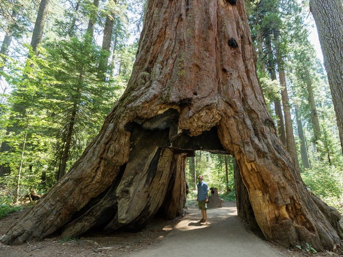 "Cây đường hầm" Sequoia nổi tiếng trong công viên quốc gia Calaveras ở California (Mỹ) đã bị quật đổ trong trận bão hồi tháng 1/2017. "Cây sequoia là một trong những điểm thu hút nhất trong công viên này kể từ cuối những năm 1800", một tình nguyện viên cho hay.