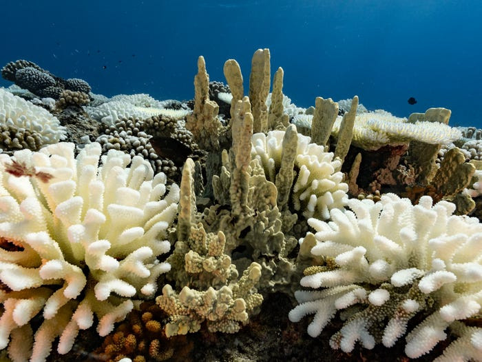 Các rạn san hô đầy màu sắc ở đảo Giáng sinh của Australia đã chết do nhiệt độ nước biển tăng trong khoảng thời gian từ năm 2015 đến 2016.