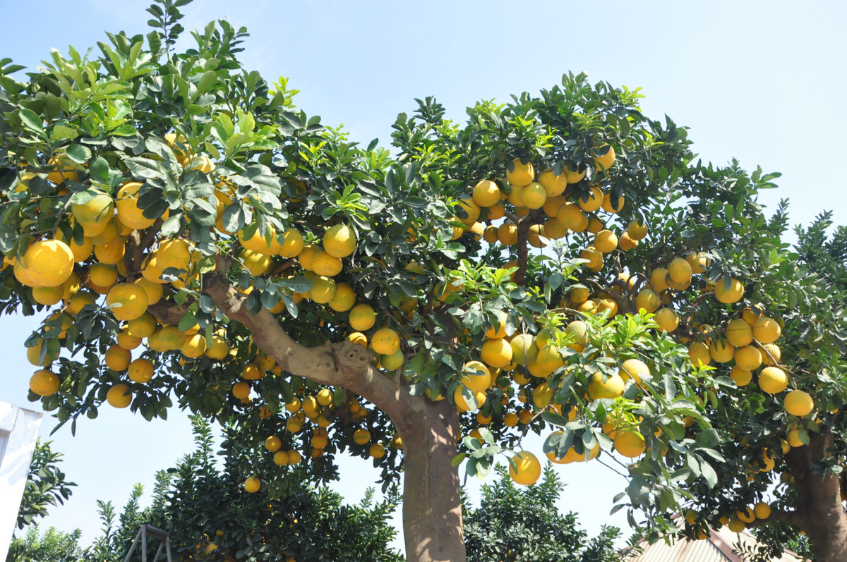 nh Chính khẳng định, đây là cây bưởi “siêu phẩm” có thể nói là đẹp nhất miền Bắc tại thời điểm này mà anh đang sở hữu.