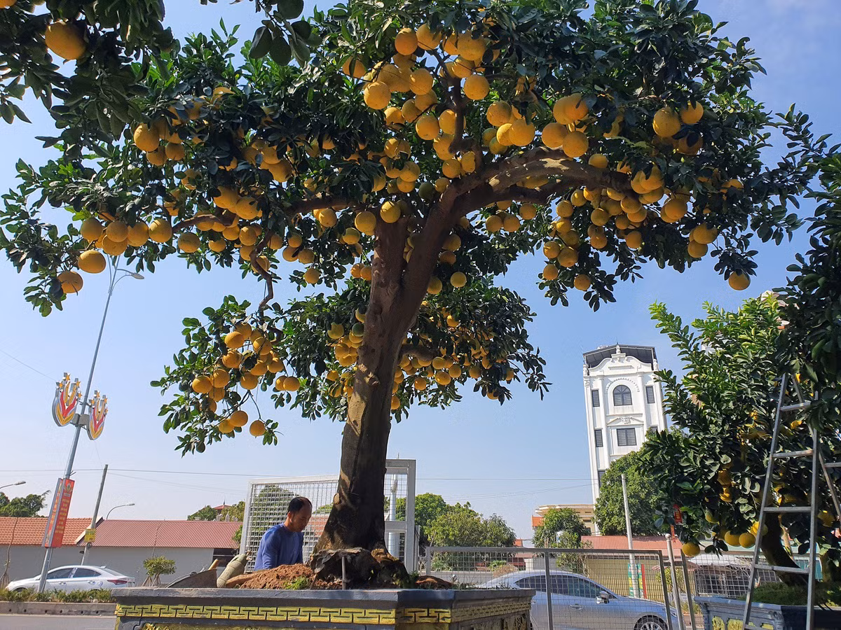 “Cây bưởi này phải đẹp nhất miền Bắc vì quá sai quả, thân to nhìn rất vững chãi, tán cực kỳ rộng, nhìn lên như mái nhà, rất ấm áp nên tôi đặt tên là “Mái ấm gia đình”, đắt nhất vườn của tôi đến thời điểm này”, anh Chính nói.