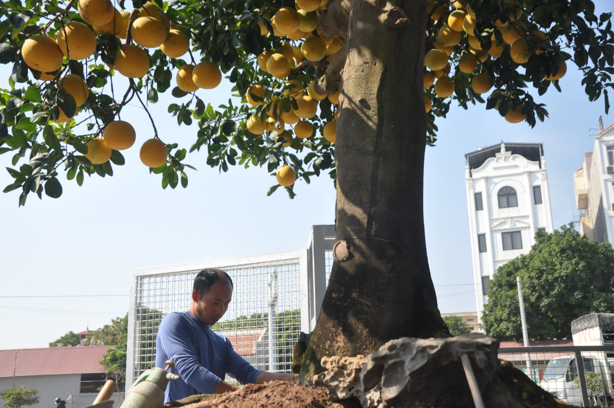 hời điểm hiện tại, anh Chính mới đang thuê nghệ nhân làm đá, tiểu cảnh phía dưới gốc.