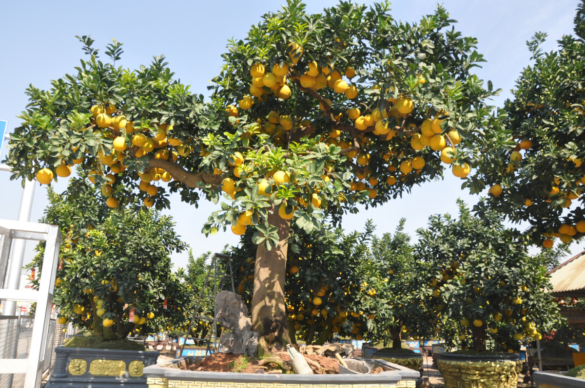 ại nhà vườn của anh Hoàng Đình Chính, trú tại Văn Giang (Hưng Yên), trong số hàng trăm cây bưởi lớn nhỏ, nổi bật nhất là cây bưởi với hàng trăm quả vàng óng được anh trưng bày ngay bên trái cổng, thu hút sự quan tâm của nhiều người đi qua.